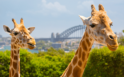 Two giraffes at taronga zoo with the harbour bridge behind them in the distance